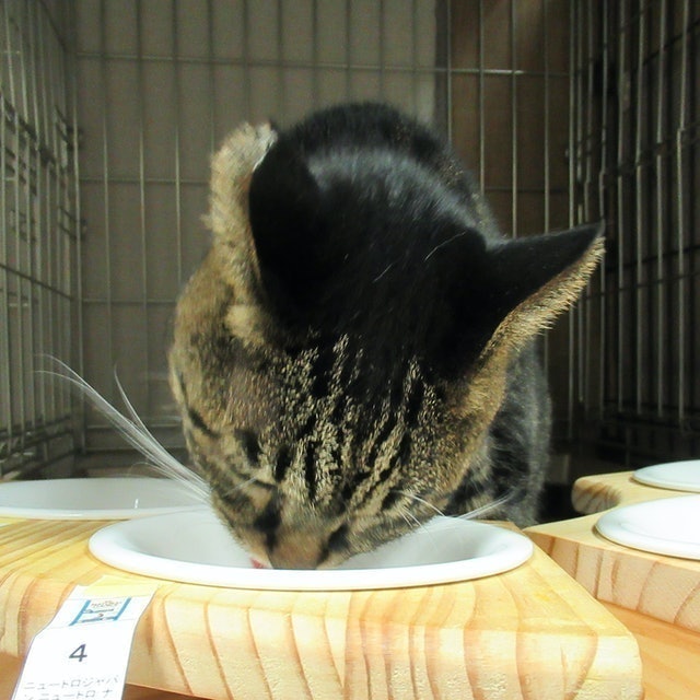 全護營養貓飼料 結紮貓用 白身魚風味 10