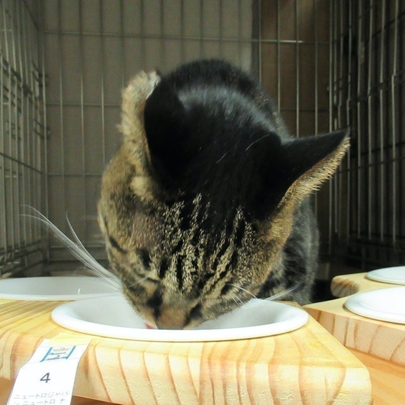 全護營養貓飼料 結紮貓用 白身魚風味 10