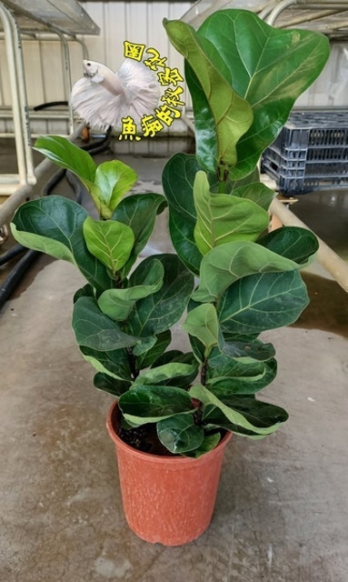 專家監製12 大觀葉植物推薦排行榜 5