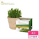 GreenLabo DIY貓咪燕麥草 1