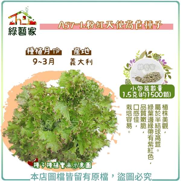粉紅天使萵苣種子 1