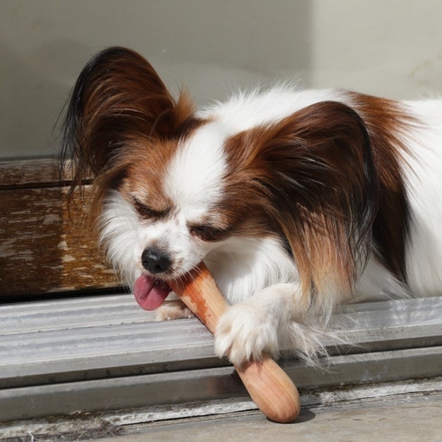 the original Fetch! 5