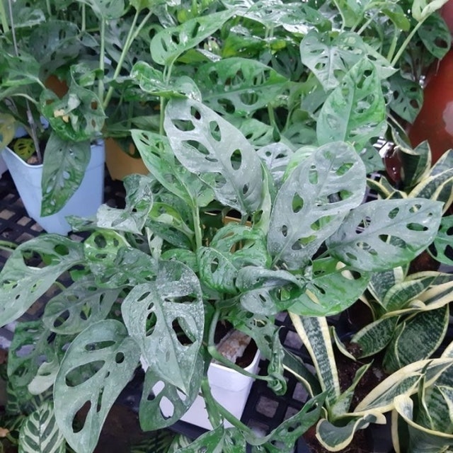專家監製12 大觀葉植物推薦排行榜 3