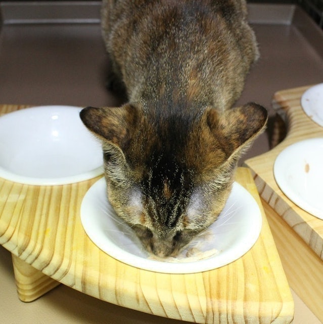 三星美食系列貓零食 8
