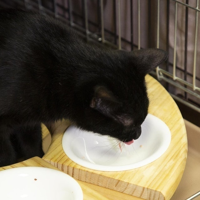 CAT MOM 無添加冷凍乾鮪魚 8