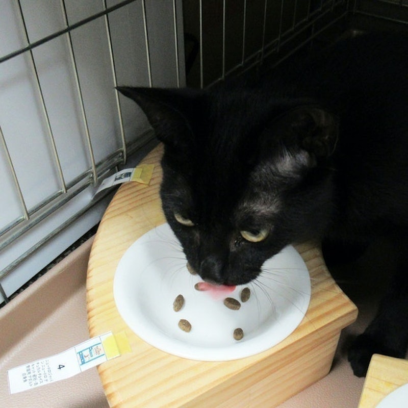 全護營養貓飼料 結紮貓用 白身魚風味 12