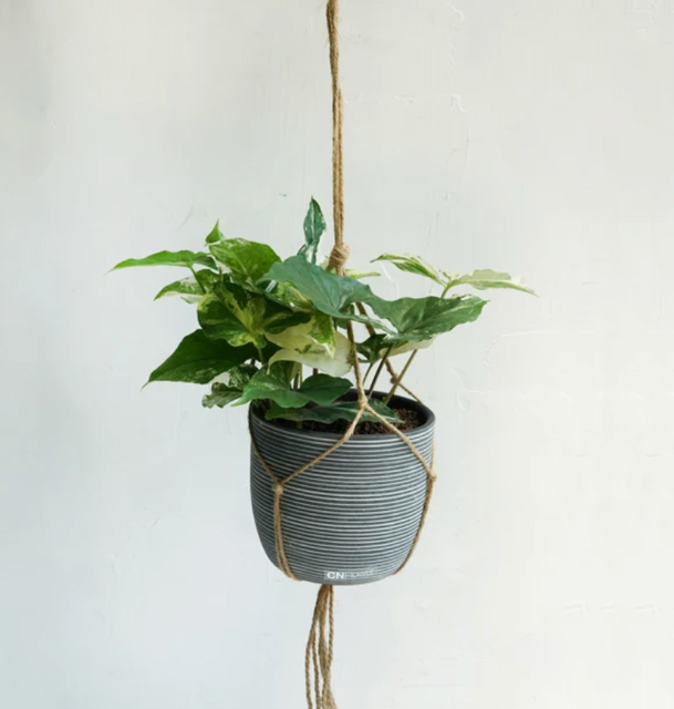 班葉合果芋 1