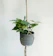 CNFlower 班葉合果芋 1