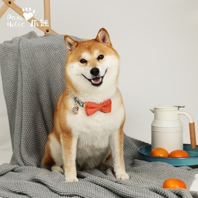 狗狗棉彩項圈 1
