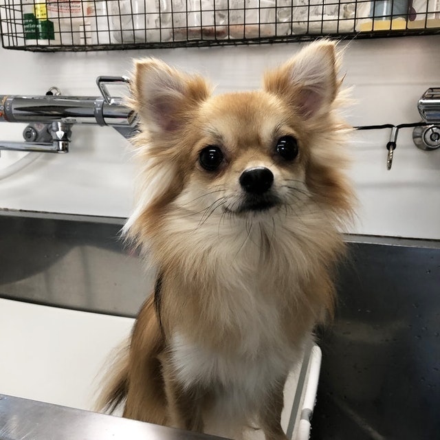 自然流犬用洗毛精 全犬種適用 8