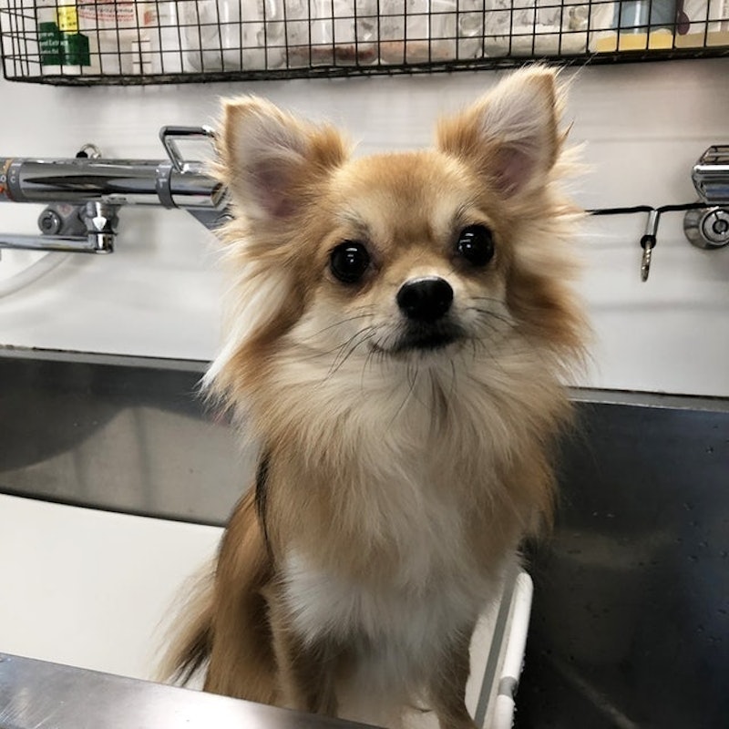 自然流犬用洗毛精 全犬種適用 8