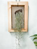 專家監製12 大空氣鳳梨推薦排行榜 2