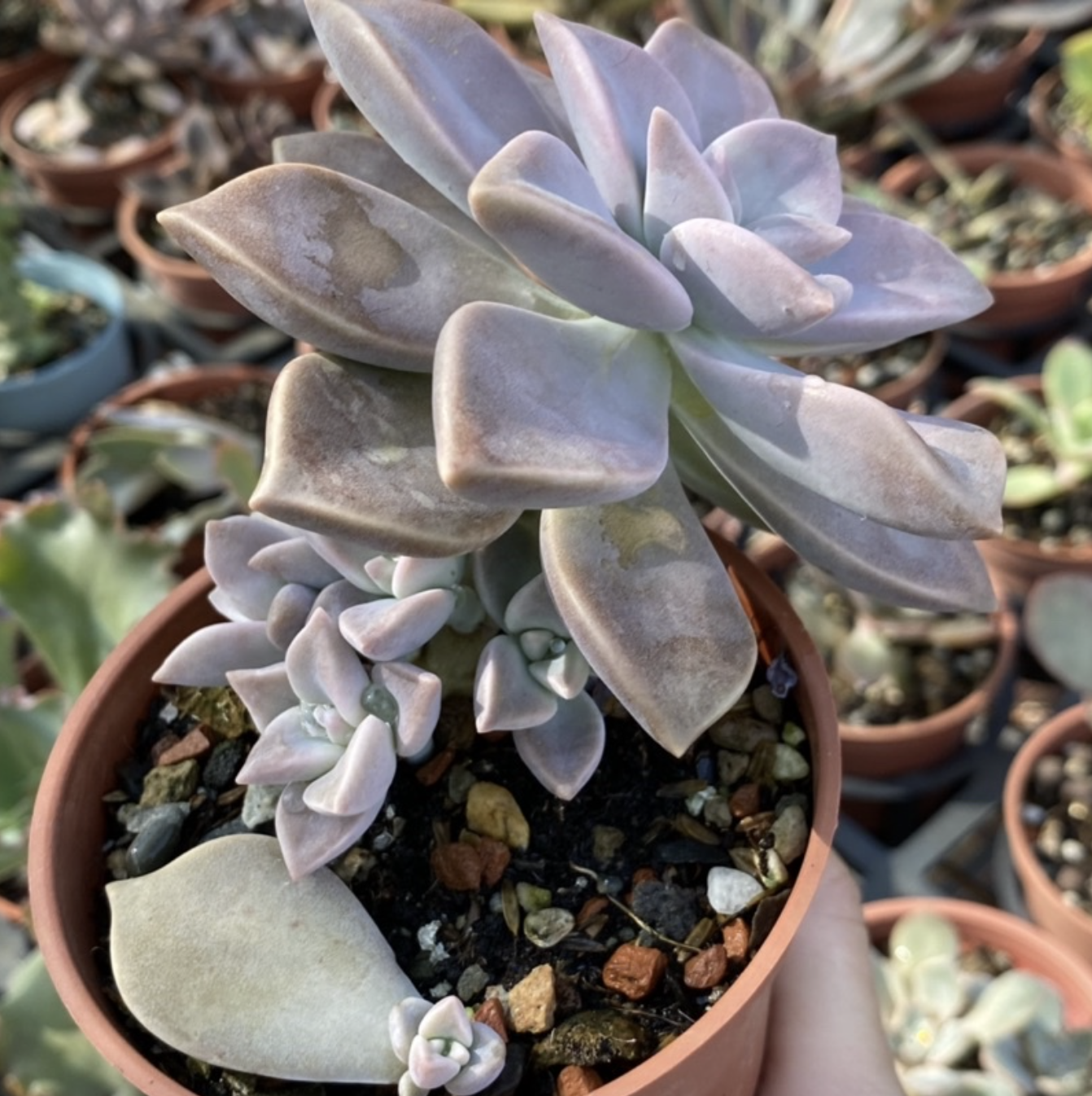 朧月 1