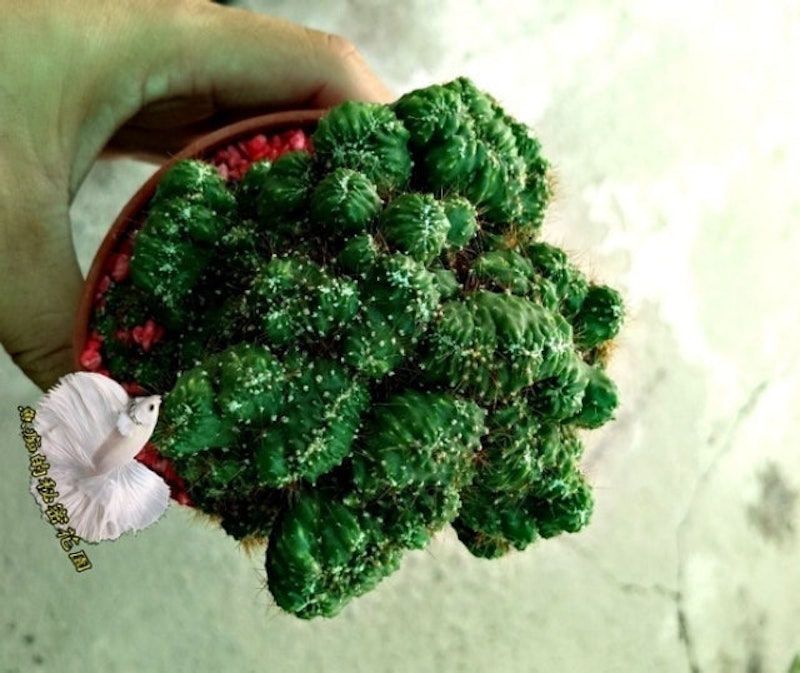 岩石獅子 1