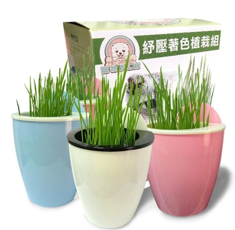 貓草種子組合 1