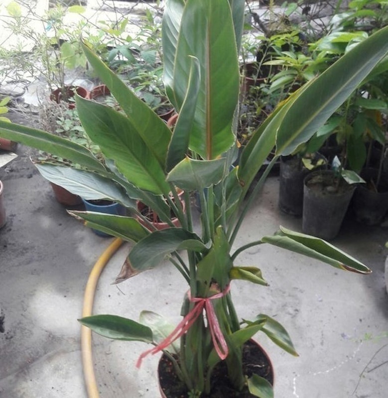 紅花天堂鳥 1