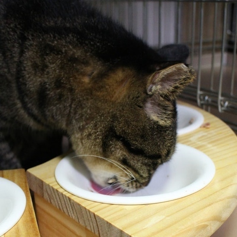 CAT MOM 無添加冷凍乾鮪魚 6
