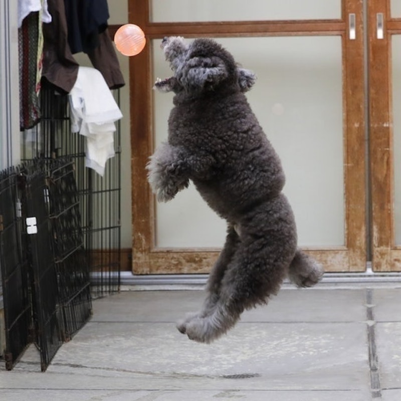 犬用玩具球 3