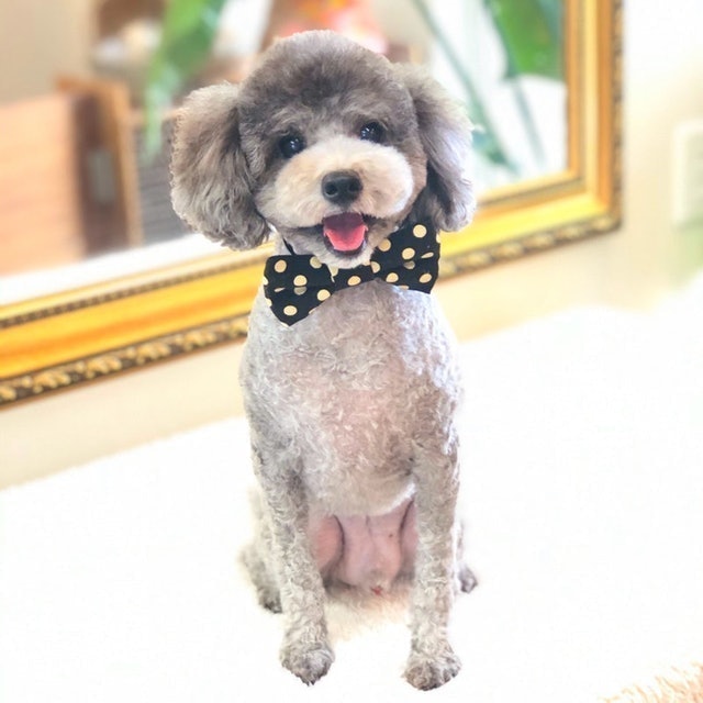 每日洗 犬用清潔潤絲二合一 7