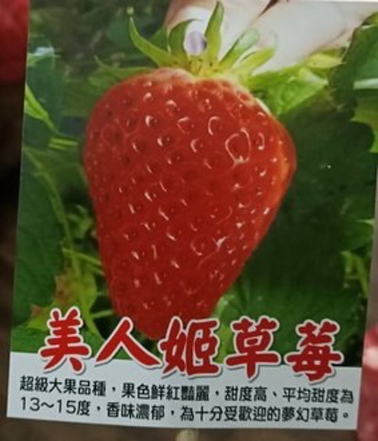 專家監製10 大自種蔬菜推薦排行榜 4