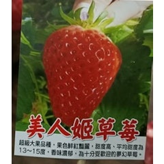 美人姬草莓盆栽