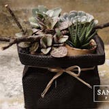 10 大多肉植物推薦排行榜 5