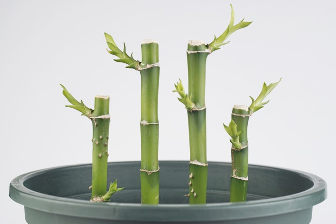 寓意好的植栽也是不錯的選擇