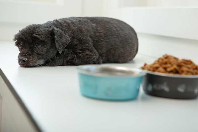 老犬或想保養毛髮、皮膚都可參考海鮮配方