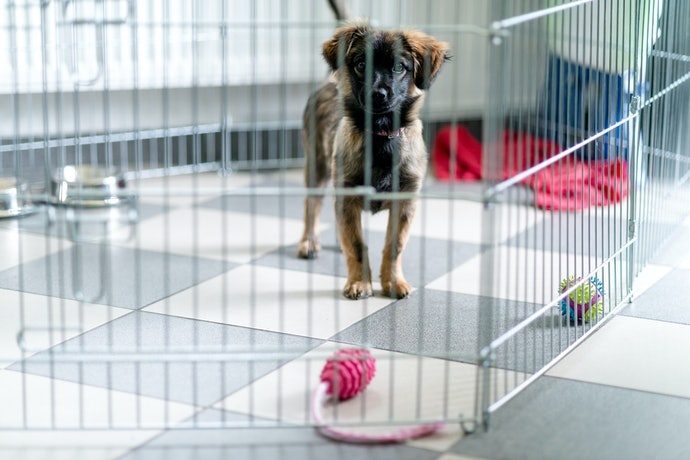 組合類型可應付各種犬型大小