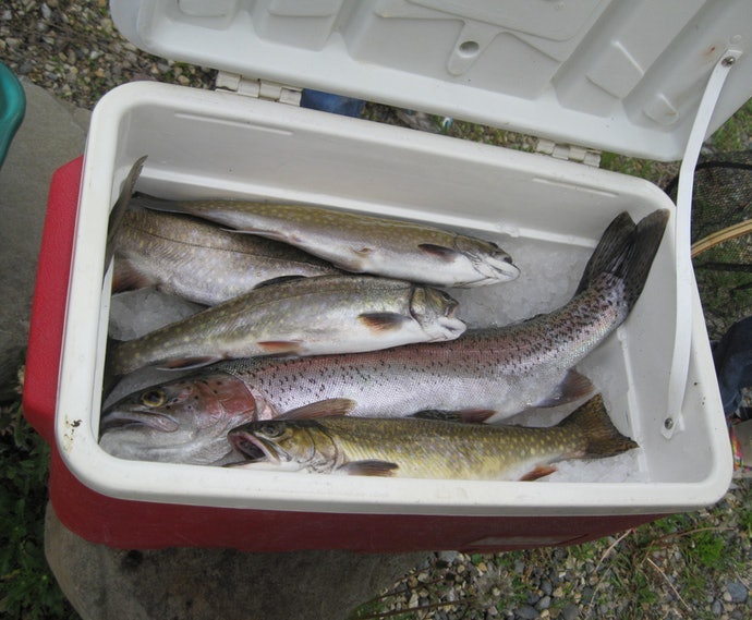 配合魚類的大小篩選「內部尺寸」