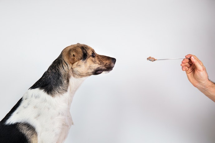 選擇適合愛犬年齡的飼料