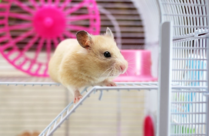 初次飼養請選擇簡單的入門款