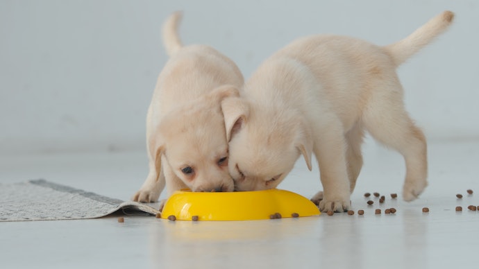 有預算考量以大包裝的乾飼料為優先