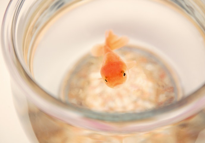 認識各種金魚缸材質
