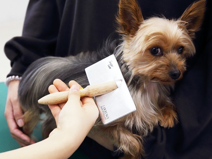 刷毛從幼犬階段開始