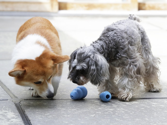配合愛犬的個性選擇玩具