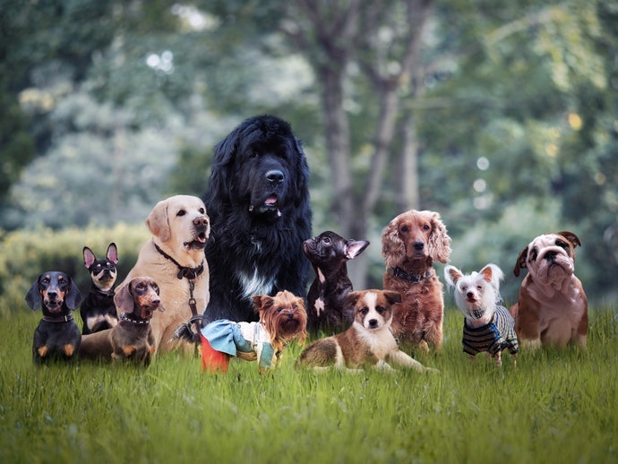 選擇以喜愛犬種為主角的作品