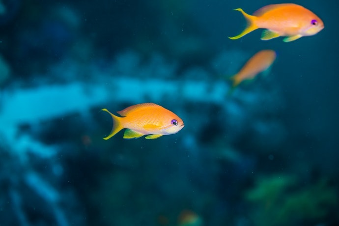 根據魚的習性,選擇上浮或下沉型飼料