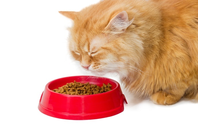 無肥胖問題,以脂肪比例15~20%的飼料為佳