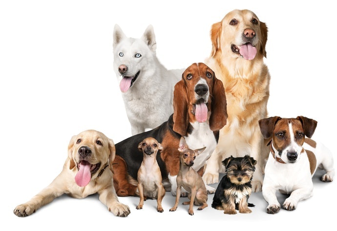 選擇適合愛犬健康狀況的成分
