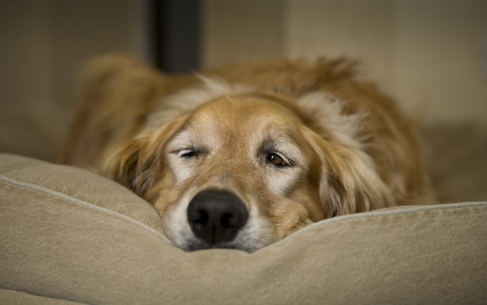 留意愛犬的身體負擔與喜好