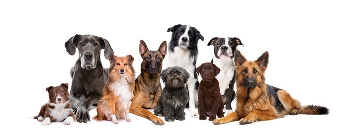 根據年齡與犬種選擇飼料
