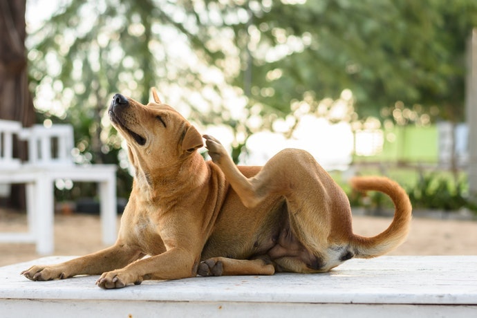 為肌膚敏感的愛犬選擇低刺激的款式
