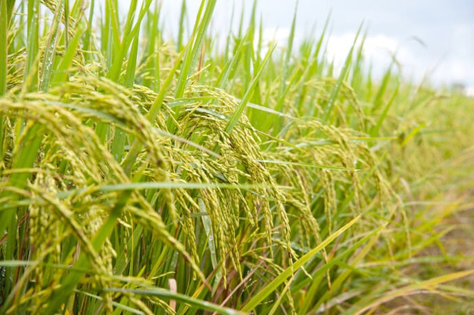 盡可能選擇有機栽培的款式