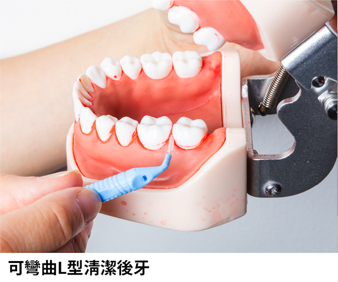 極細軟毛,呵護牙齦