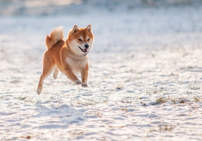 運動量大的犬隻應搭配蛋白質含量高的飼料