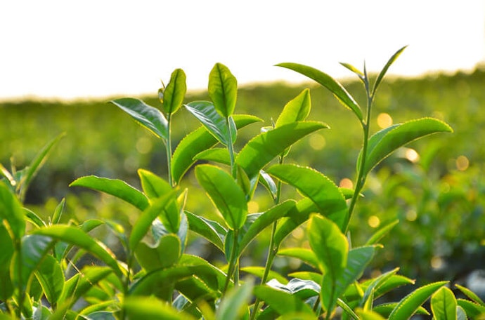 挑選特定品牌和特色茶園的茶