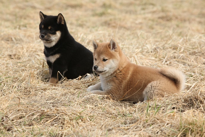 亦可選購「柴犬專用配方」