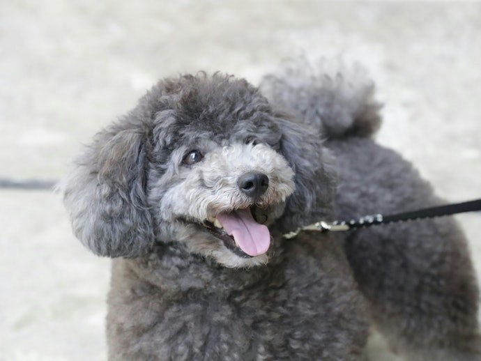適時給予高齡犬零食以促進健康的維持
