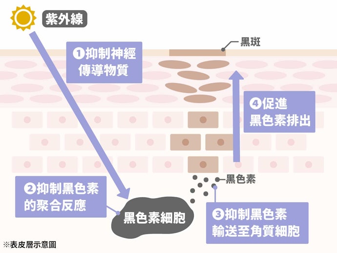 含複數美白成分配方者更能全面美白